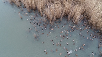 Kırklareli'ndeki longoz ormanlarına 900 ördek bırakıldı