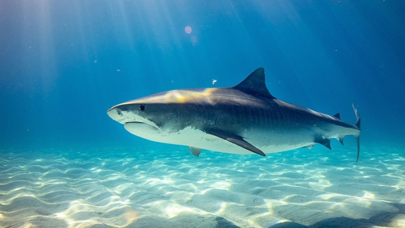 Üç köpek balığı türünün 'karanlıkta parlama' özelliğine sahip olduğu keşfedildi