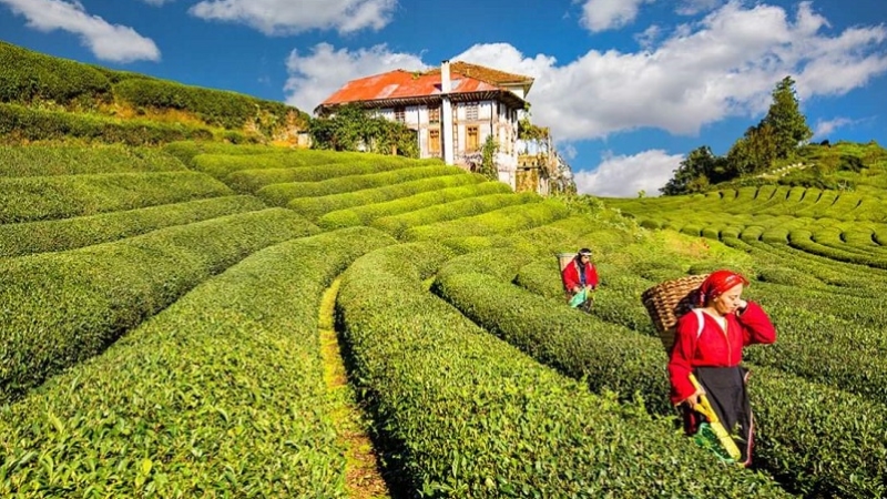 Çay ihracatından 13,2 milyon dolar gelir elde edildi