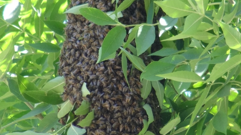 Firar eden arı kolonisi vatandaşları korkuttu