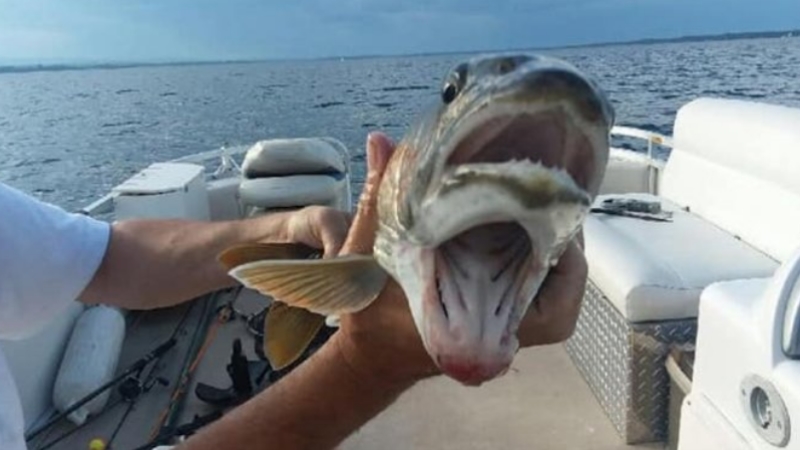 İki ağızlı balık sosyal medyada rekor kırdı 
