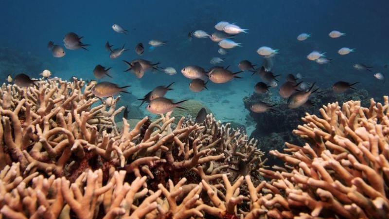 İklim değişikliği yüzyıl sonunda mercan resiflerini yeryüzünden silebilir