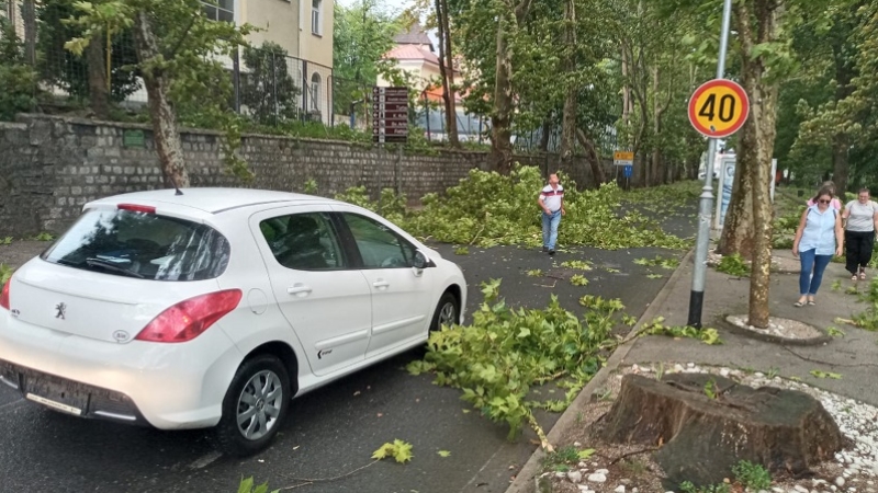 Bosna Hersek'te şiddetli rüzgar sonucu ağaçlar devrildi