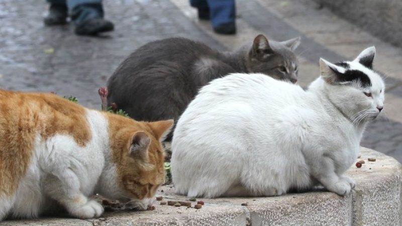 Ukrayna’da sokak kedileri için sayım yapılacak