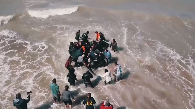 Kıyıya vuran balinaları kurtarmak için saatlerce uğraştılar