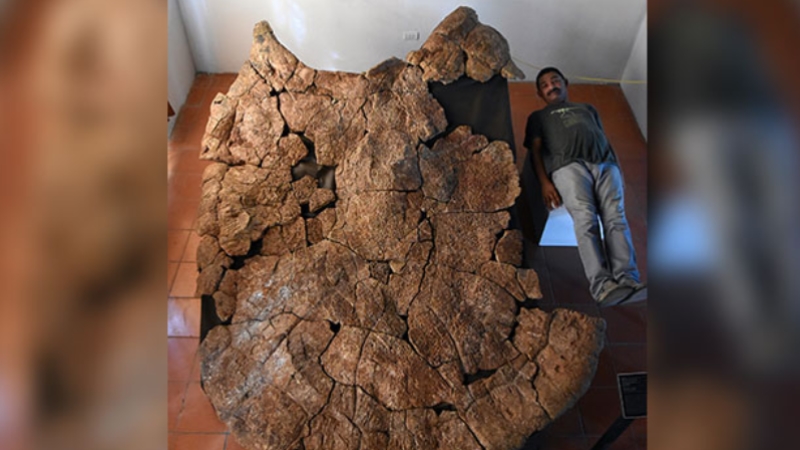 Dünyanın en büyük kaplumbağasının kabuğu bulundu