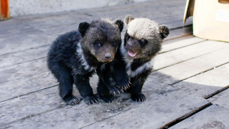 Rusya'da ilginç ihbar: ''Otelde yavru ayılar var''