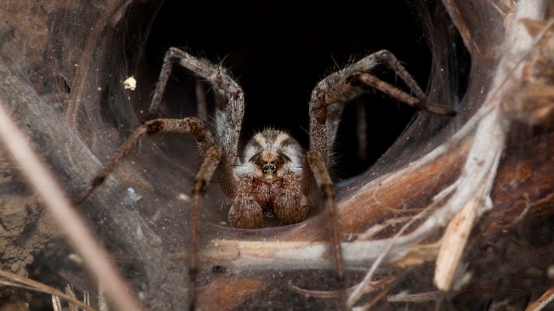 Avustralya'da şimdi de zehirli örümcek tehlikesi