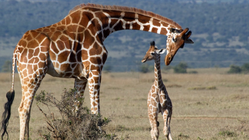 Zürafaların nesli tükeniyor 