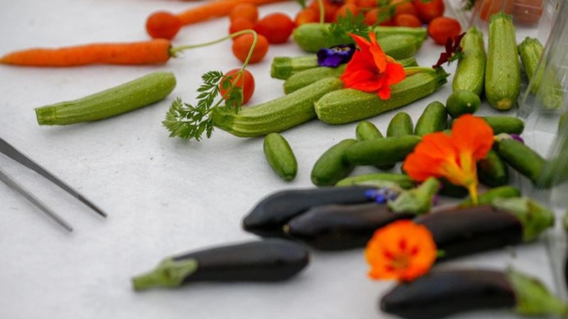 Minyatür sebzeler Rusya ve Arap pazarına açıldı