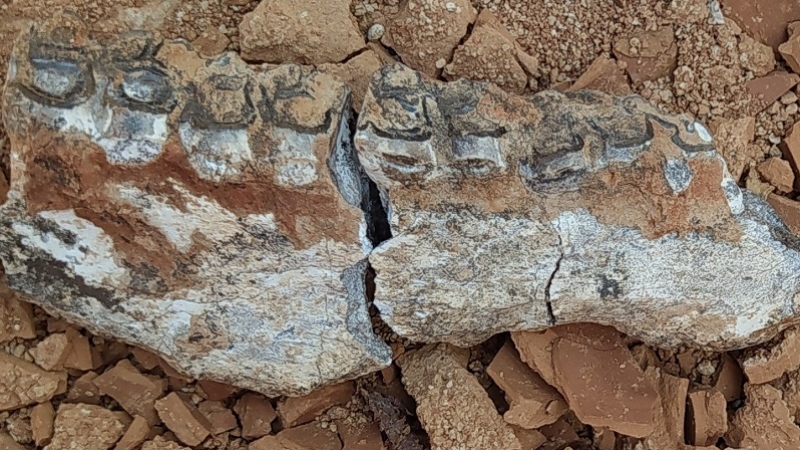 Denizli'de 9 milyon öncesine ait karıncayiyen ve fil fosilleri bulundu