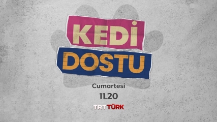 Kedi Dostu