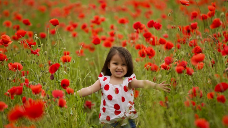 Düzce'de tarlalar gelincik çiçekleriyle kırmızıya boyandı 
