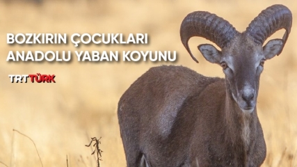 Bozkırın Çocukları Anadolu Yaban Koyunu