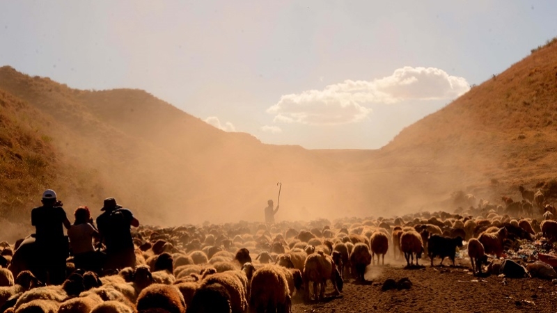 Sürülerin Nemrut Dağı'ndaki tozlu yolculuğu fotoğraf sanatçılarından ilgi görüyor