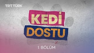 Kedi Dostu